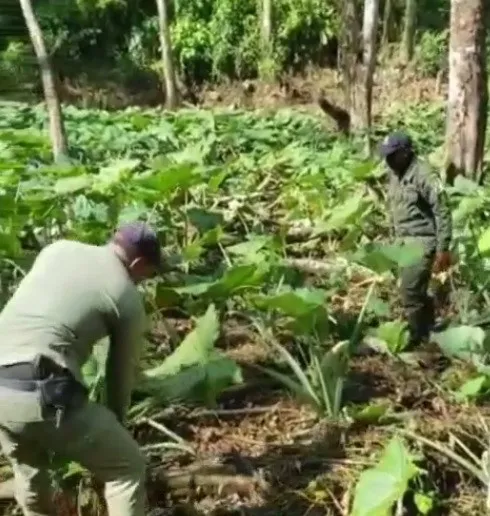 Arrestan a ocho haitianos que sembraron yautía en parque nacional Los Haitises