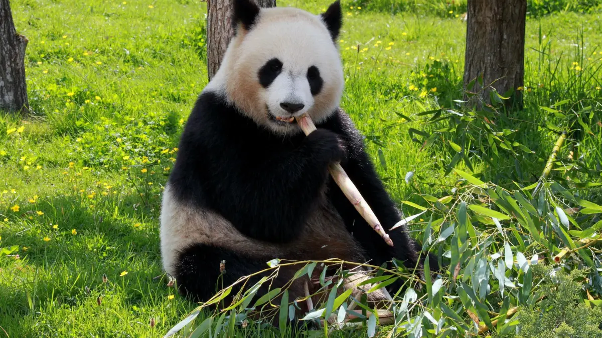 Zoo chino despide a cuidador de pandas que pastoreó a uno con una vara
