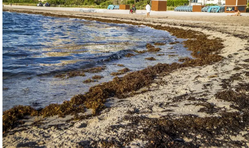 Expertos tratan en Santo Domingo el problema del sargazo y buscan soluciones
