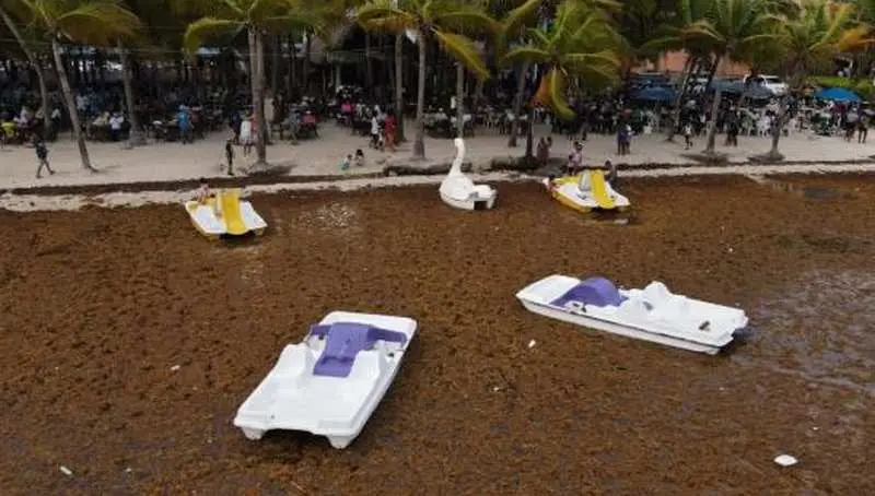 Medio Ambiente ya tiene propuesta sobre el destino final del sargazo que afecta las costas del país