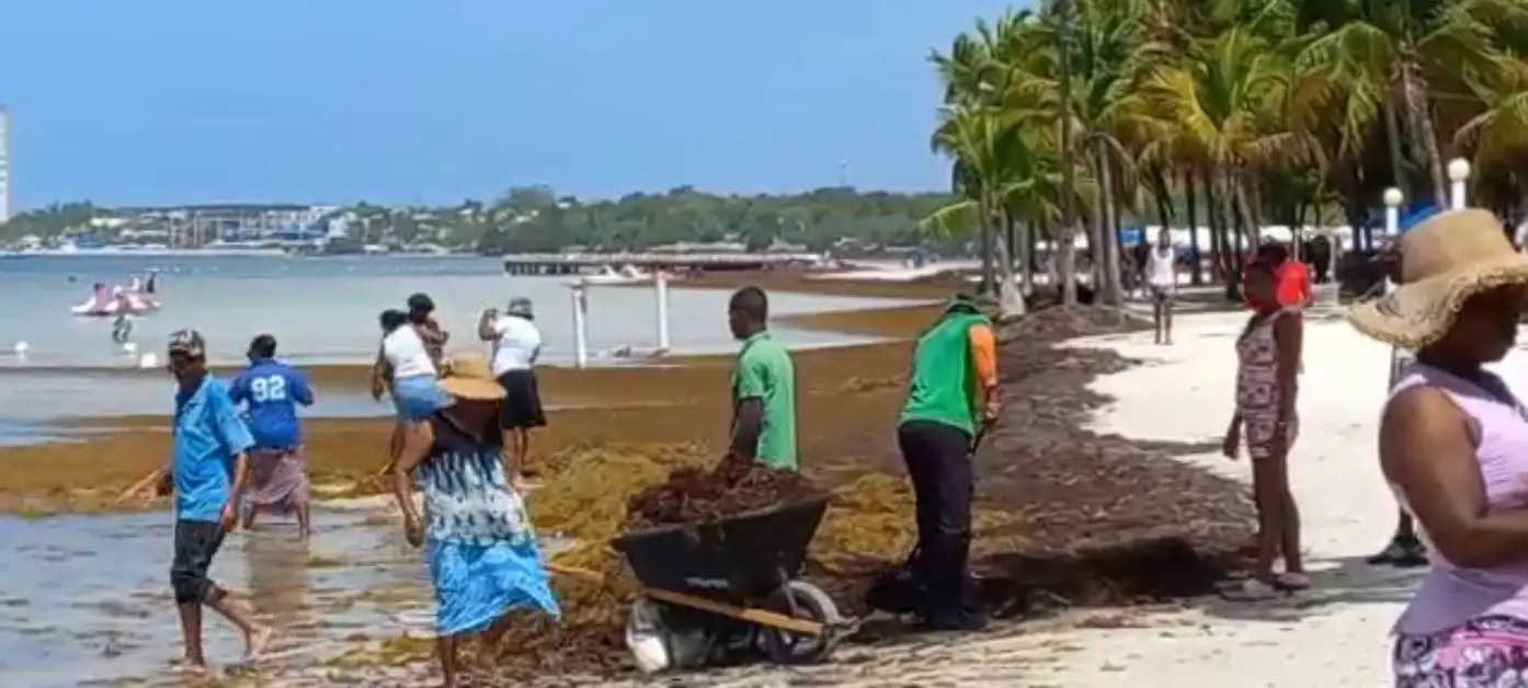 Autoridades preocupadas por sargazo en playa de Boca Chica