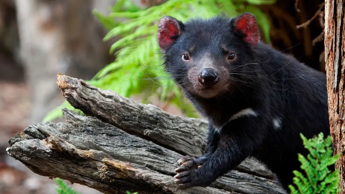 Diablo de Tasmania podría coexistir con el cáncer que diezmó su población, según estudio