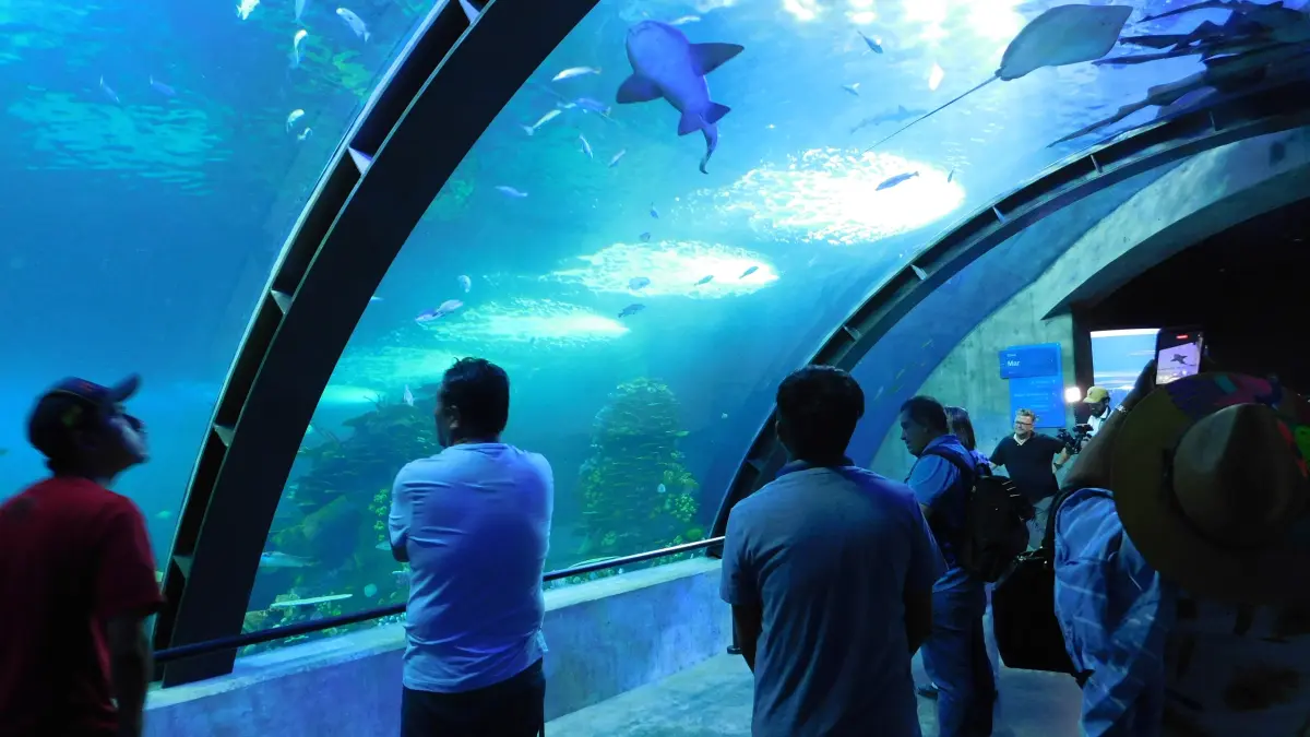 México abre el mayor acuario de América Latina, dedicado al Mar de Cortés