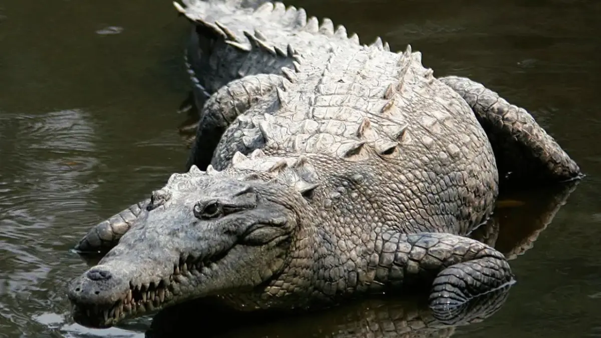 Descubren que los cocodrilos pueden reproducirse sin machos