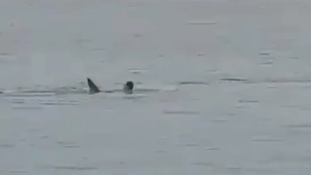 Momifican y exhibirán en un museo al tiburón que devoró a un ruso en Egipto