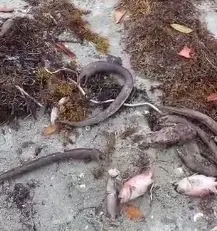 Medio Ambiente investiga causa de muerte de peces en playa Los Negros, Azua