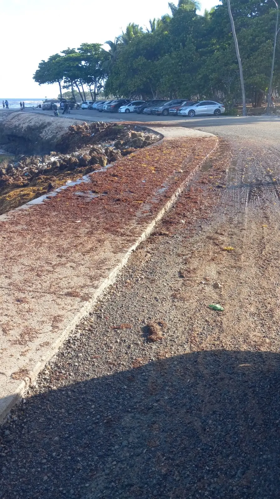 El sargazo invade el Malecón de Santo Domingo, y también, las playas de Boca Chica y Guayacanes