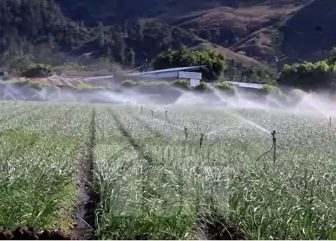 Agricultura dispone veda cultivos hospederos de la flor de habichuela y