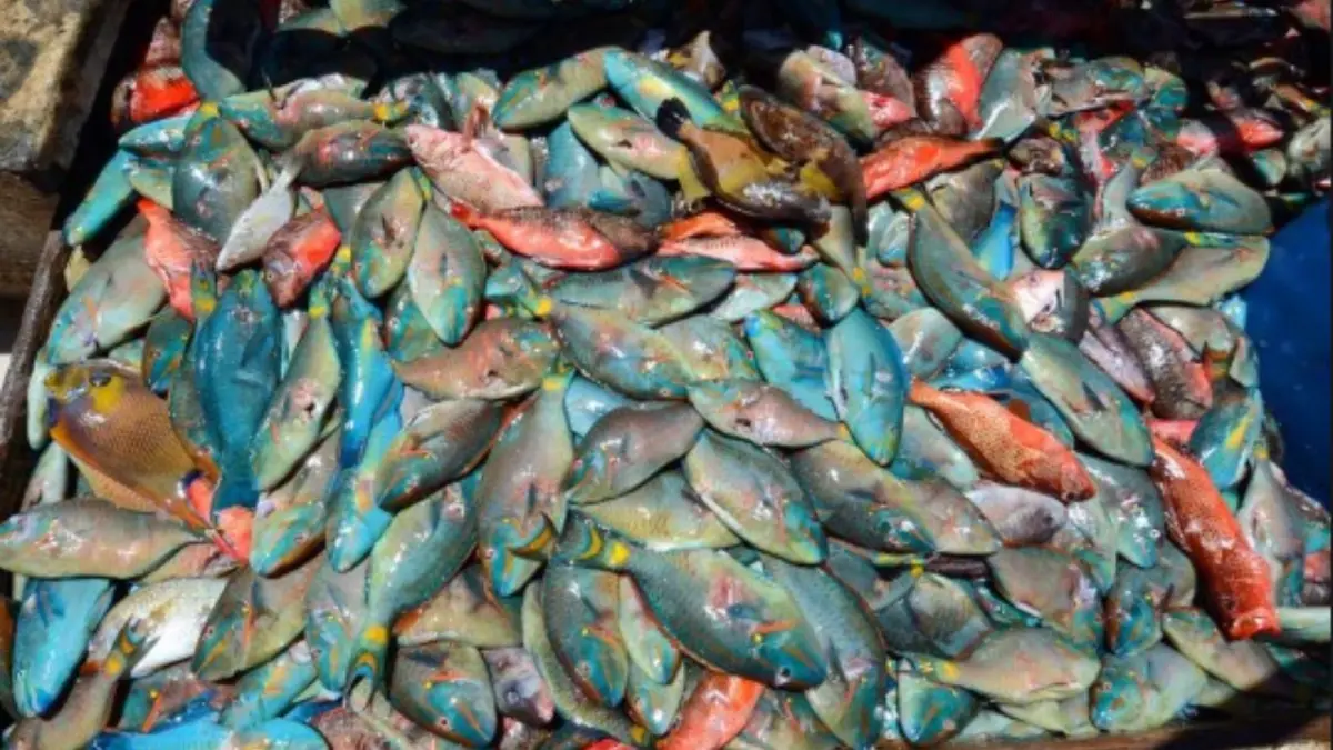 Gobierno emite decreto donde se establece veda por dos años pesca de varias especies