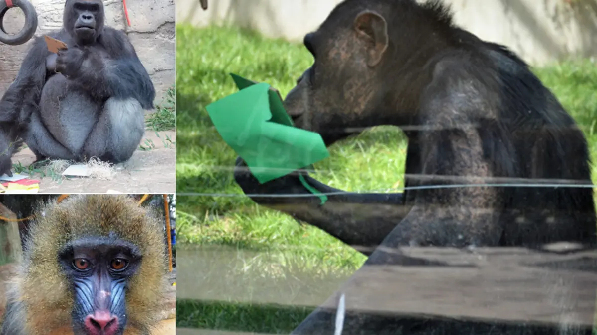 Un estudio apunta que los primates tienen preferencias de color relacionadas con la dieta