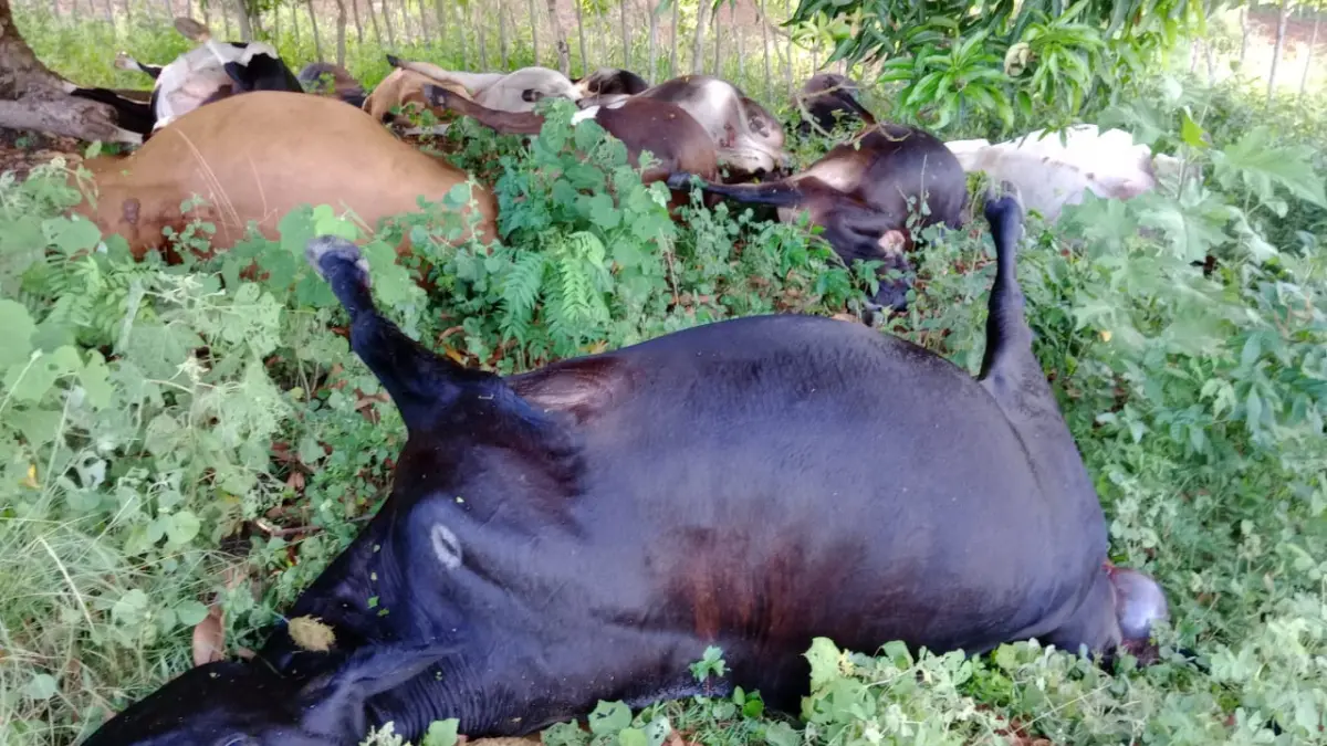 Rayo mata 17 vacas: la carne no se puede comer y la pérdida es millonaria