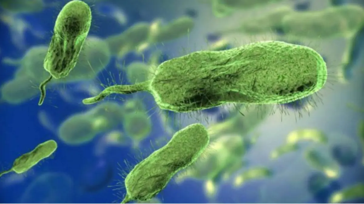 Florida reporta 5 muertes y 26 infectados por bacteria come-carne