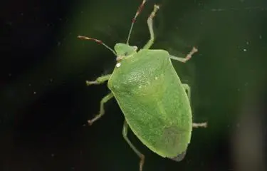 Plaga de hiede vivo afecta provincia Montecristi