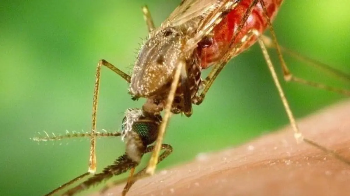 Salud Pública notifica nuevo caso importado de malaria, corresponde a nacional español