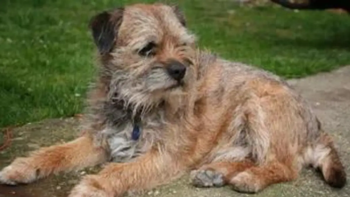 Una perra de 14 años recorre 163 kilómetros en una noche al intentar volver con sus dueños