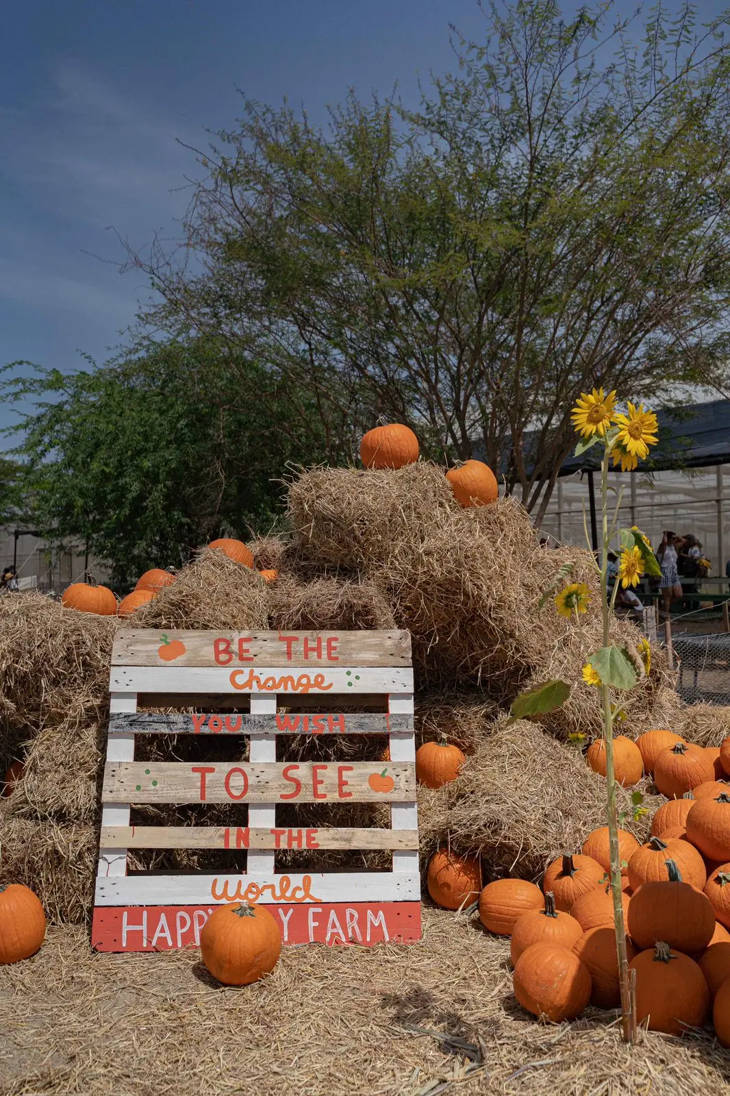 Calabazas y Girasoles serán protagonistas en el Pumpkin Patch 2023