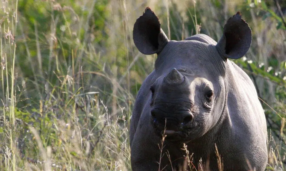 Kenia presenta plan para proteger rinocerontes negros, en peligro de extinción