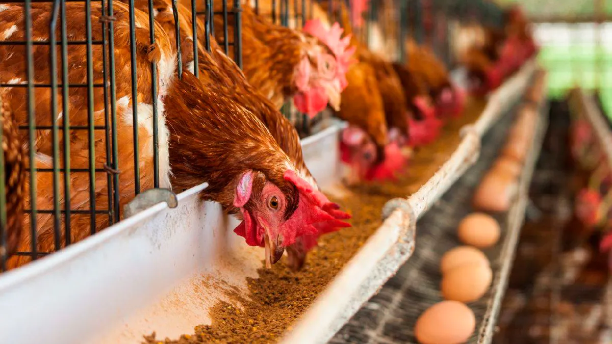 Sugieren sacrificar gallinas ponedoras de huevos comercializados en mercado de Haití