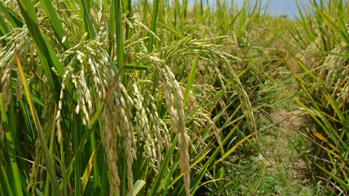 Día Mundial del Arroz encuentra RD con autosuficiencia en el mercado