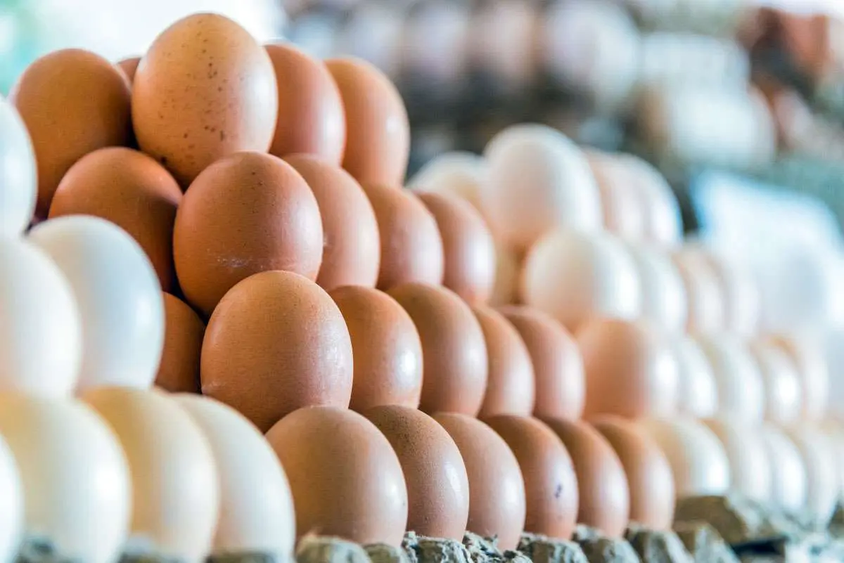 Avicultores reportan acumulación de huevos en el Cibao