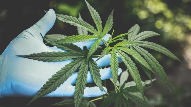Un estudio en España alerta de los riesgos del cannabis sintético