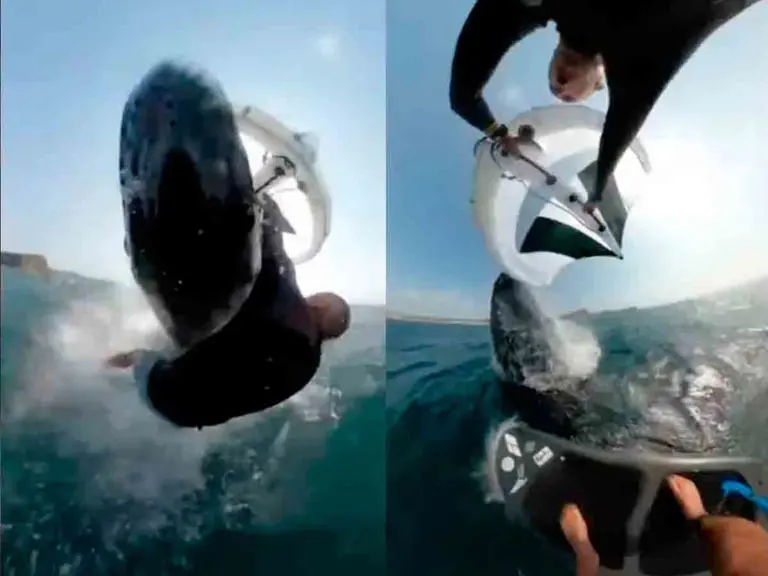 Así fue golpeado un surfista por una ballena jorobada en playas de Australia