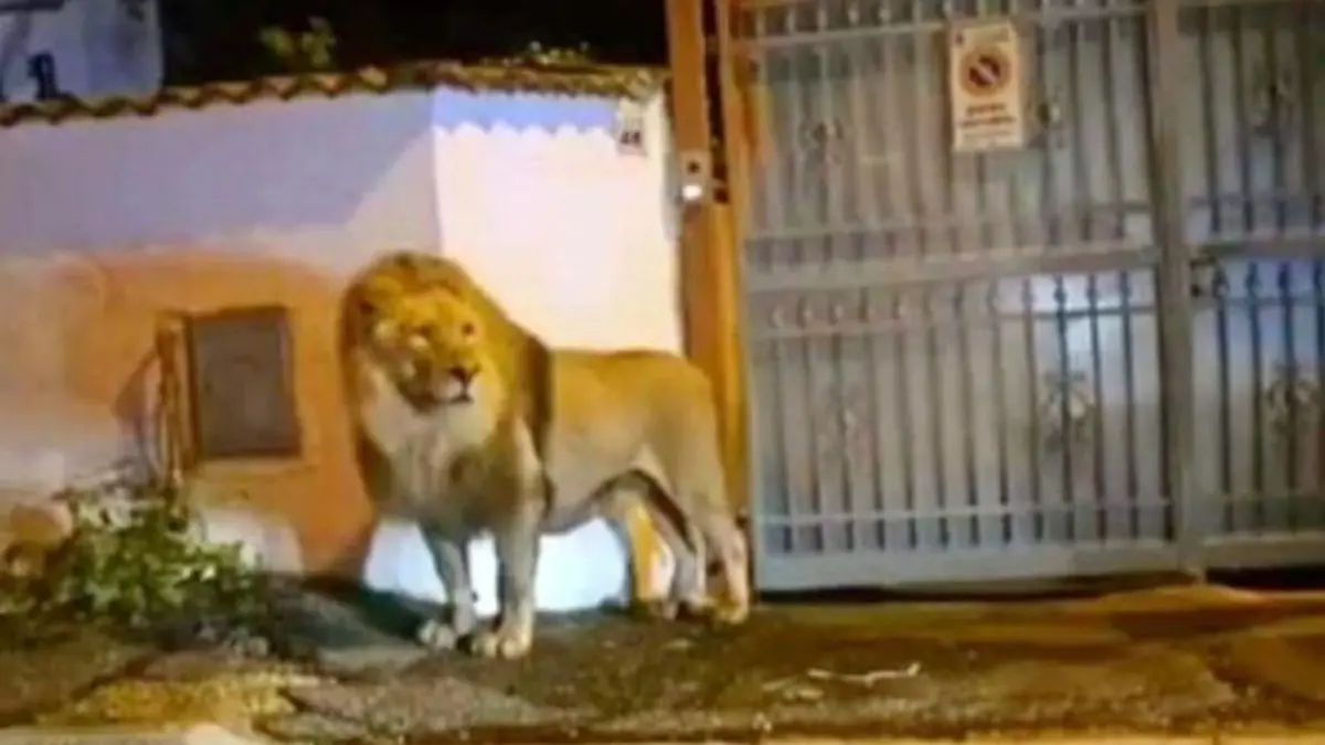 Un león se escapa de un circo en Italia y se pasea entre las casas