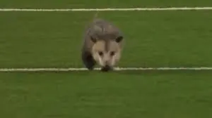 Zarigüeya es sacada de un campo de fútbol y su descontento se vuelve viral