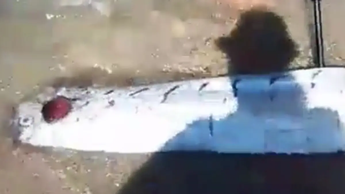 Ay que peje más grande”, aparece el pez que “pronostica terremotos”