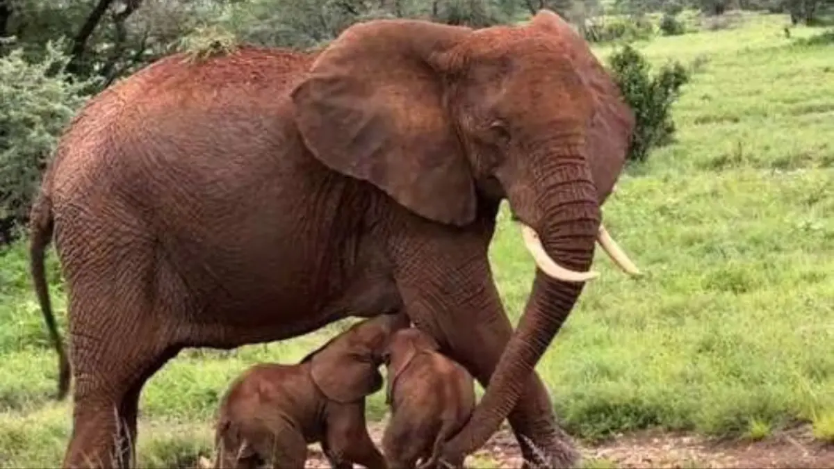 ¡Insólito! Reportan el nacimiento de dos elefantes gemelos