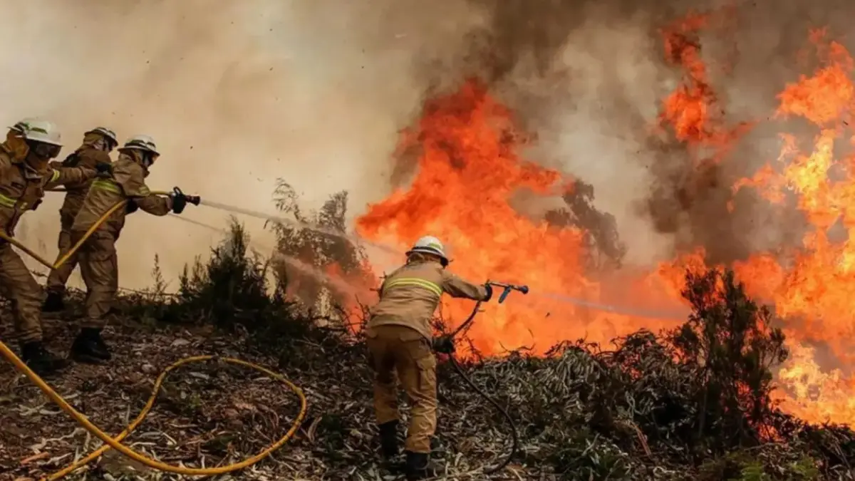 Piden a la población una mayor conciencia para evitar incendios en los bosques