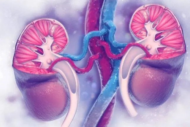 ¿Cómo limpiar los riñones? Así los puede mantener saludables y bien cuidados