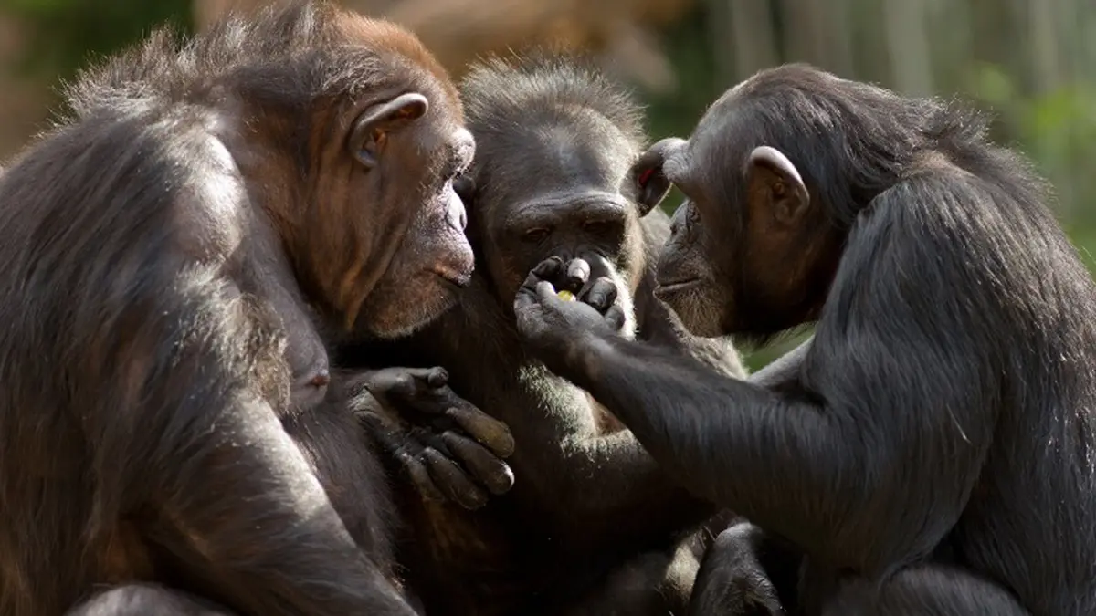 Los simios no olvidan a sus amigos