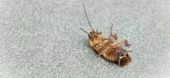 Trata de matar a una cucaracha en su piso y desata una explosión