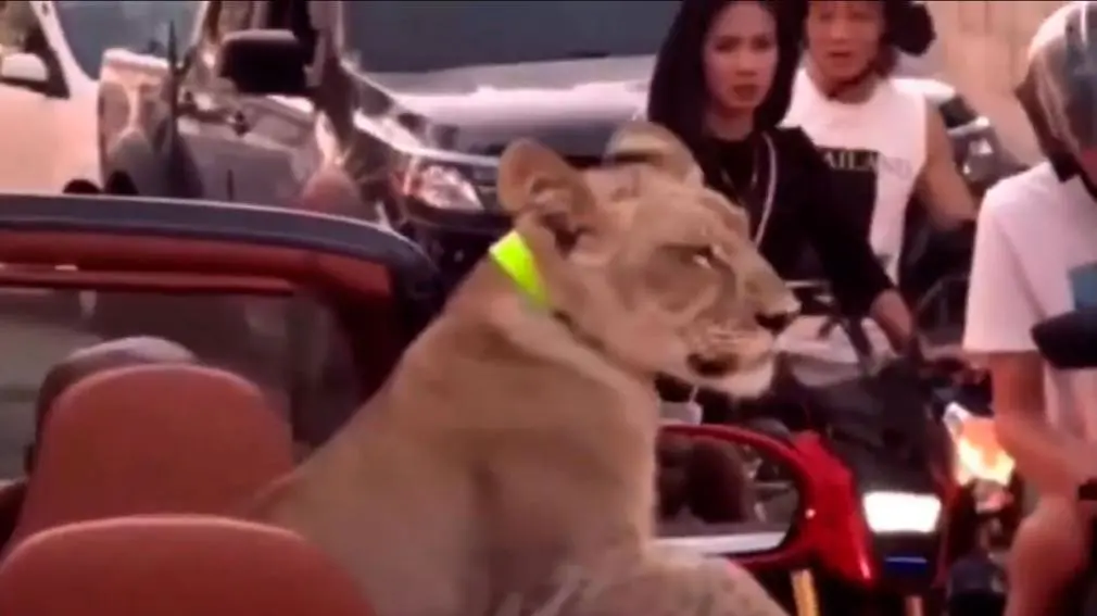 Mujer podría acabar en la cárcel por pasear a su cachorro de león en coche de lujo