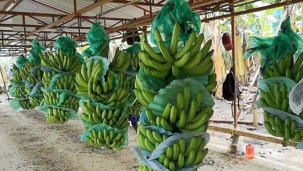 Presidente Abinader crea Comisión Dominicana del Plátano (CODOPLATANO)