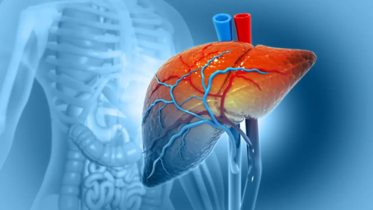 Utilizan por primera vez un hígado de cerdo para filtrar sangre humana