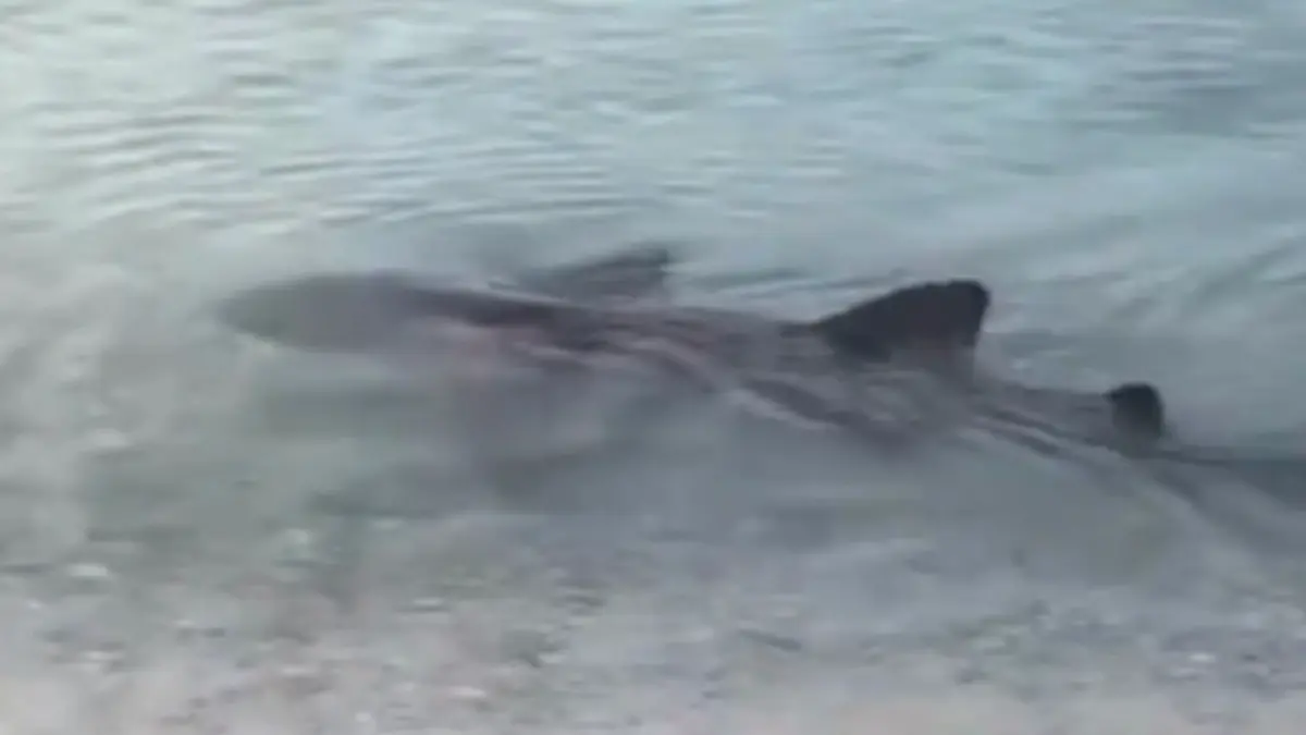 Tiburón a orillas de playa en Cabo Rojo Pedernales
