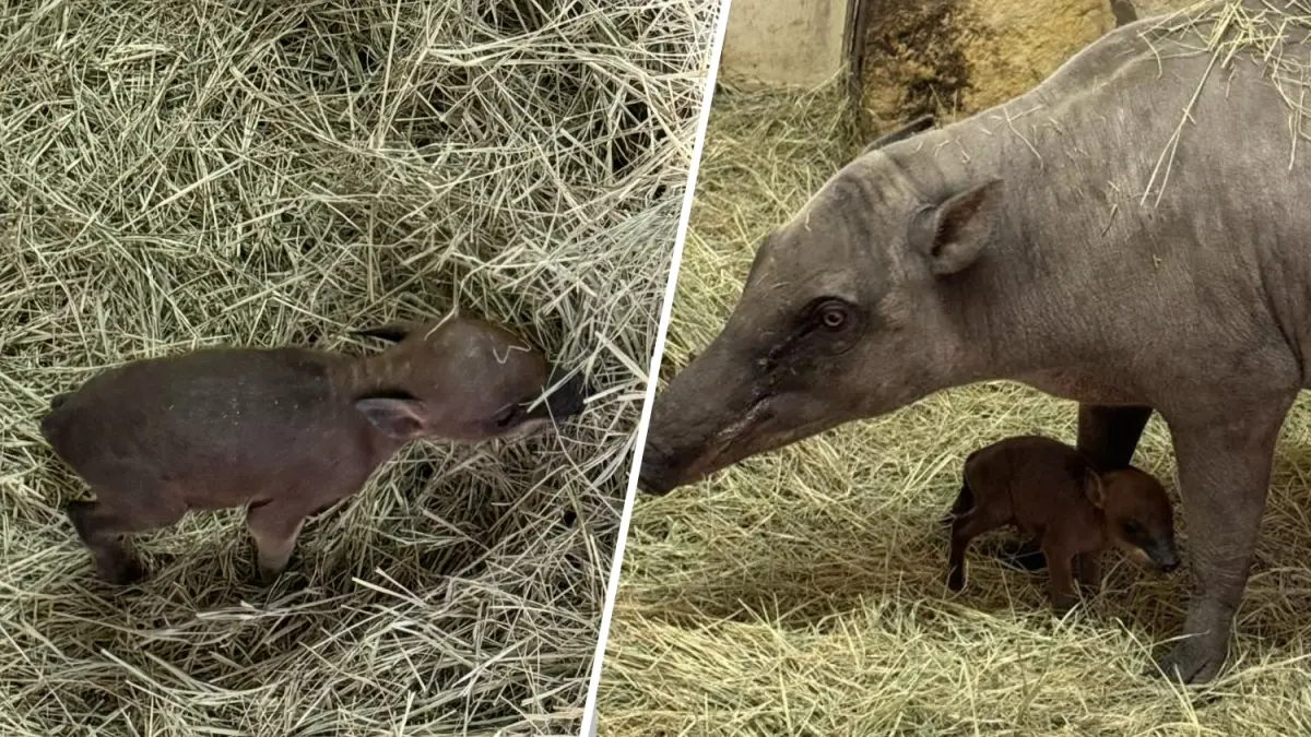Zoológico de Miami celebra histórico nacimiento de una babirusa