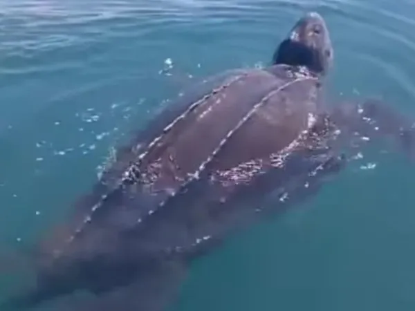Una tortuga de la especie más grande del mundo aparece cerca de las costas uruguayas