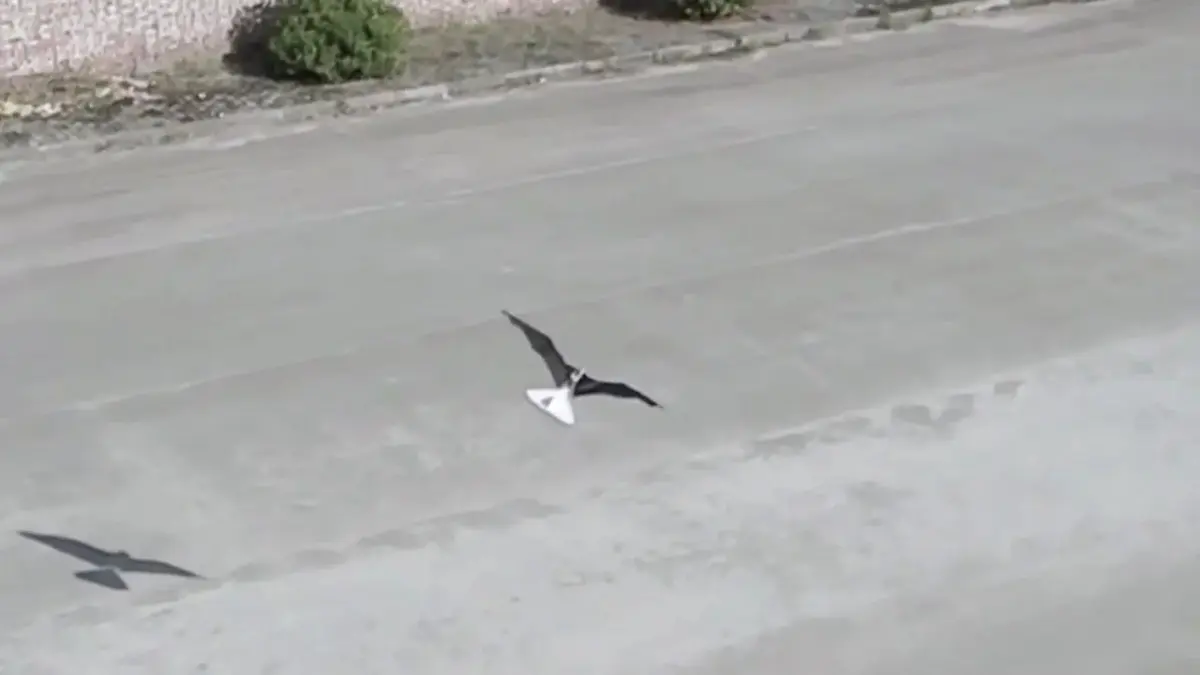 Expertos aeronáuticos chinos presentan un tipo de avión que imita el vuelo de las aves