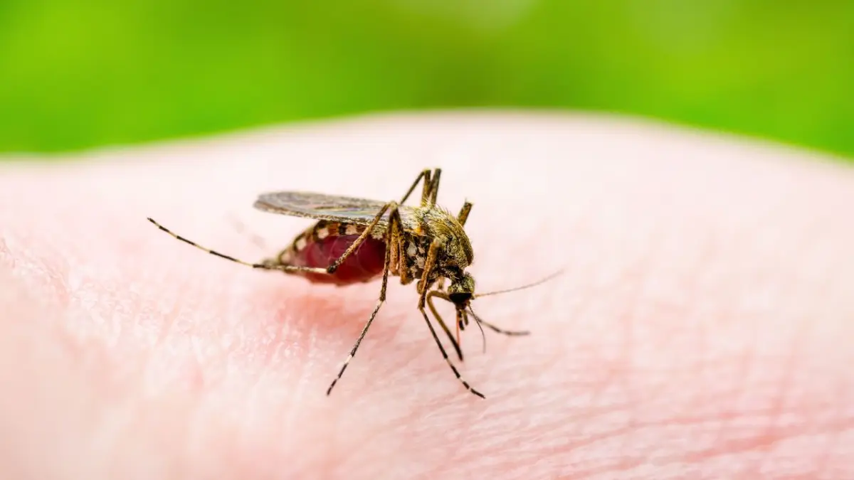 SP emite alerta epidemiológica ante aumento de casos de dengue