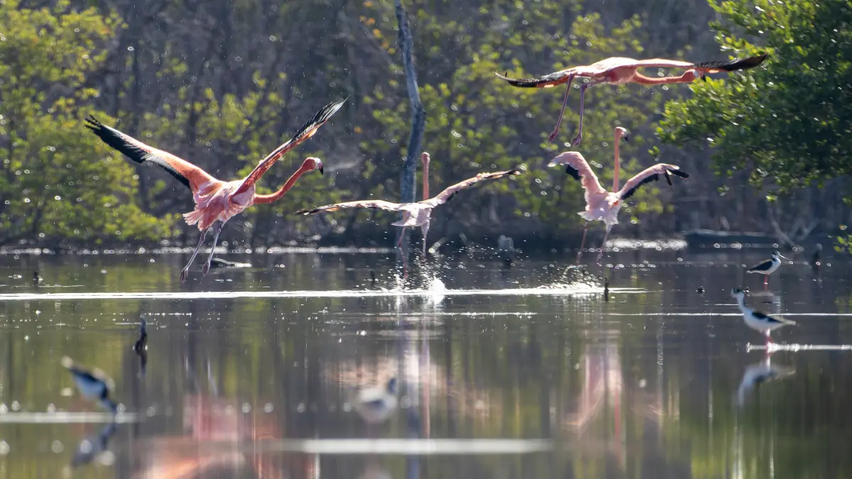 Liberan de manera exitosa 44 flamencos en el Parque Nacional Estero Balsa