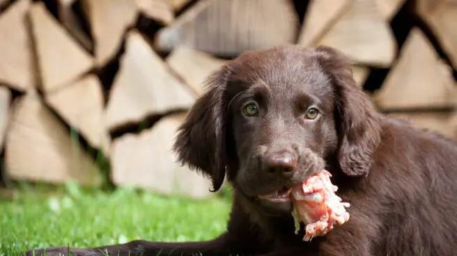 ¿Qué pasa si le doy carne cruda a mi perro?
