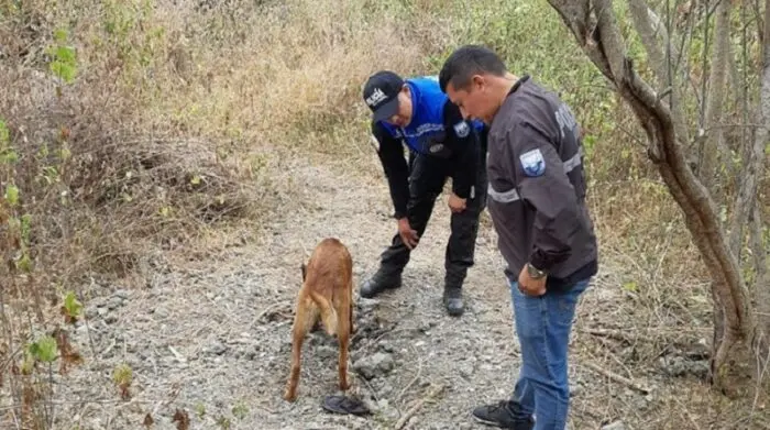 Hallan osamenta de un dominicano en un terreno en el noreste de Puerto Rico