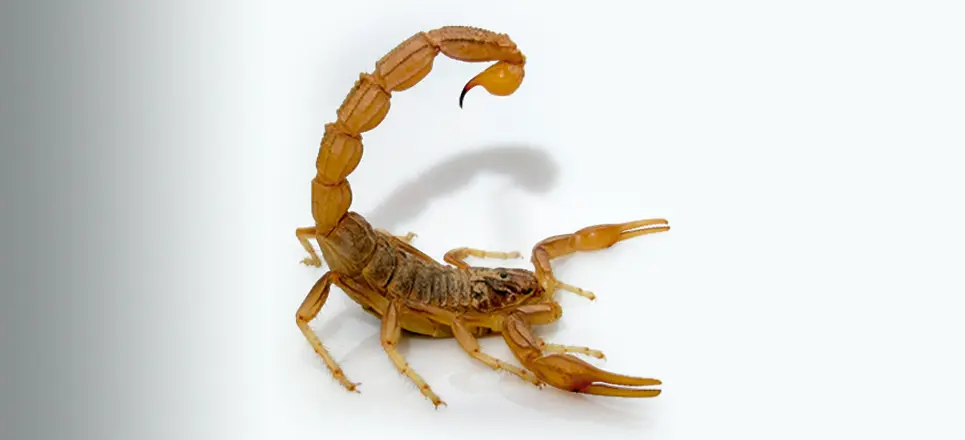 Alacrán le pica testículos a hombre durante estadía en hotel en Las Vegas