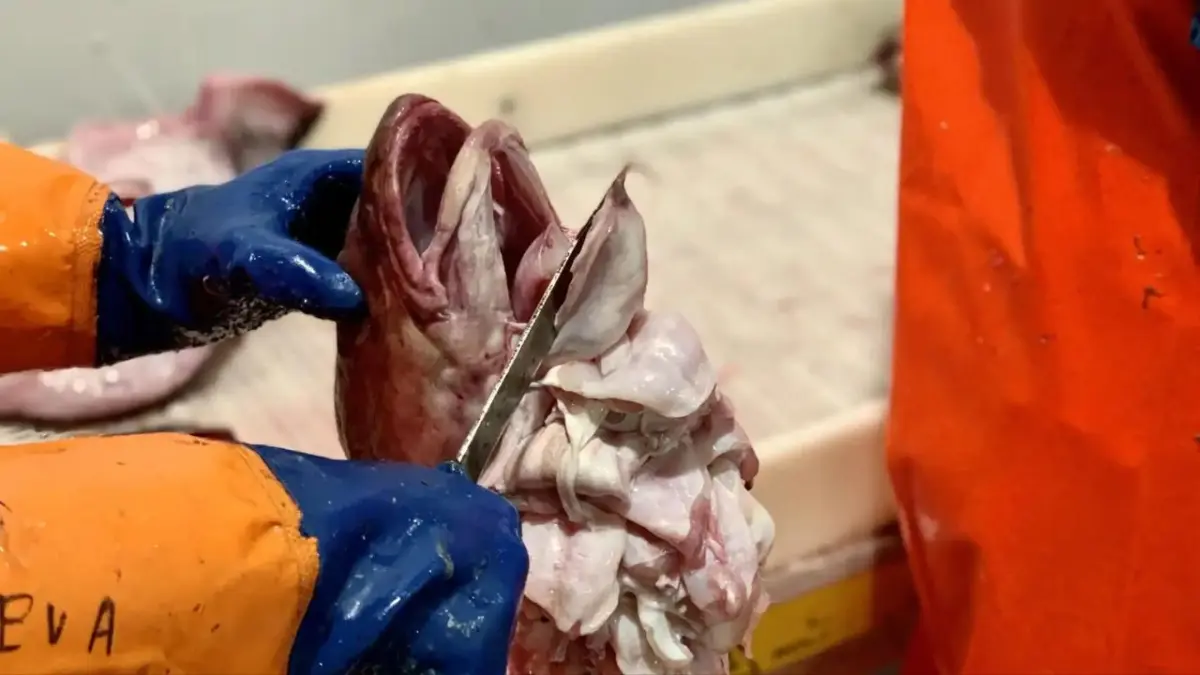 Niños que cortan lenguas de bacalao pueden ganar hasta 120€ euros por hora