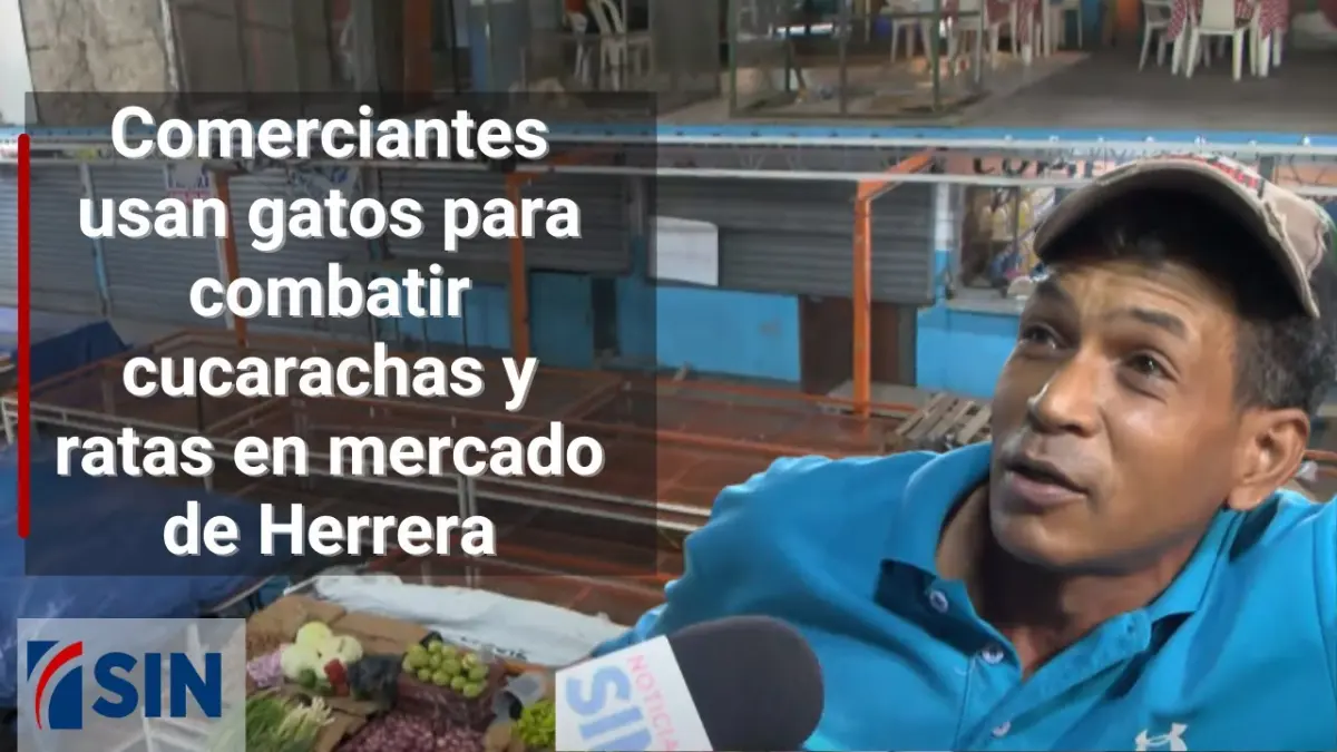Comerciantes usan gatos para combatir cucarachas y ratas en mercado de Herrera