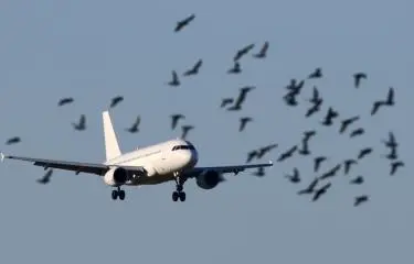 Un avión de United Airlines suspende su despegue de San Juan tras chocar con pájaros