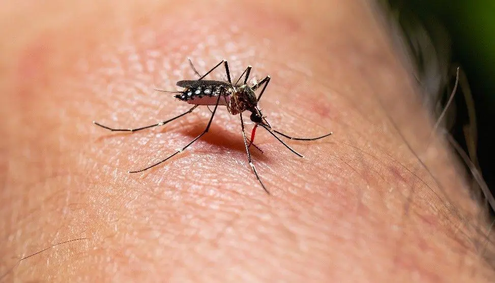 Las muertes por dengue ascienden a 197 en Argentina